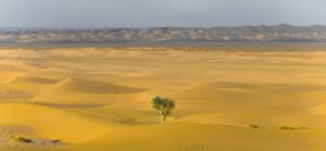 Einzelner Baum inmitten von Sanddünen, Wüste, Resilienz