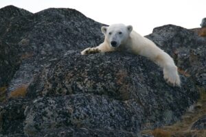 Eisbär schaut über einen Felsen